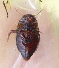 Platambus maculatus
