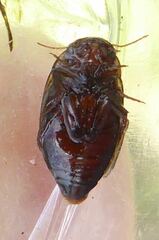 Platambus maculatus