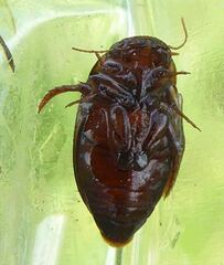 Platambus maculatus