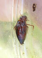 Platambus maculatus