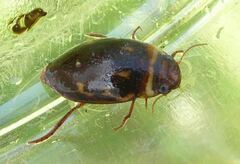 Platambus maculatus