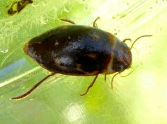 Platambus maculatus