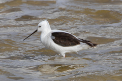 Cladorhynchus leucocephalus