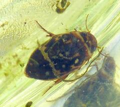 Platambus maculatus