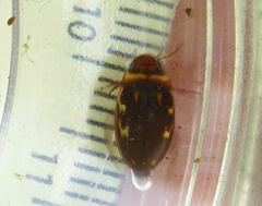 Platambus maculatus