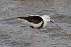 Cladorhynchus leucocephalus
