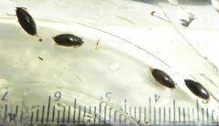 Orectochilus villosus