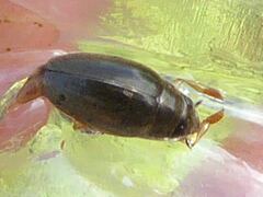 Orectochilus villosus