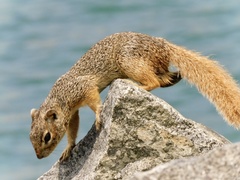 Notocitellus annulatus