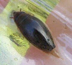 Orectochilus villosus