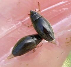 Orectochilus villosus