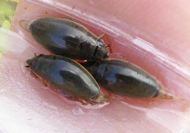 Hairy Whirligig Beetle