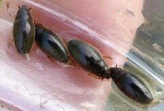 Orectochilus villosus