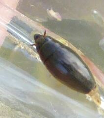 Orectochilus villosus