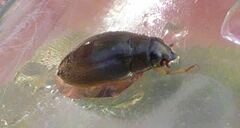 Orectochilus villosus