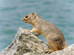 Notocitellus annulatus