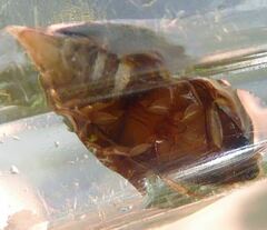 Orectochilus villosus