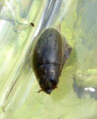 Orectochilus villosus