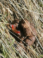 Aglais io