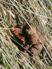Aglais io