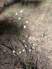 Eriogonum nudum nudum