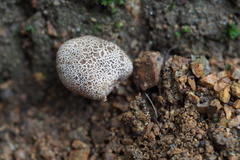 Basidiomycota