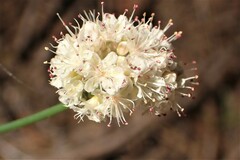 Eriogonum nudum nudum
