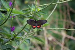 Parides sesostris