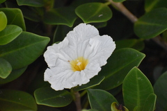 Magnoliopsida