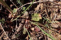 Eriogonum nudum nudum