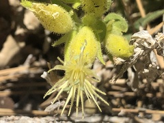 Silene parishii