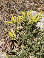 Silene parishii