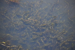 Hydrilla verticillata