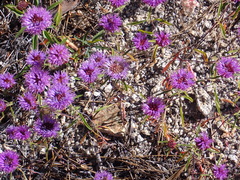 Monardella breweri lanceolata