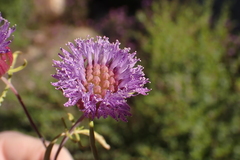 Monardella breweri lanceolata