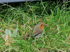 Erithacus rubecula