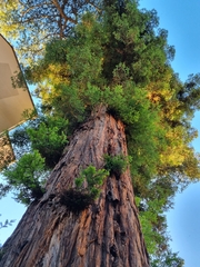 Sequoia