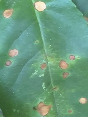 Wilsonomyces carpophilus