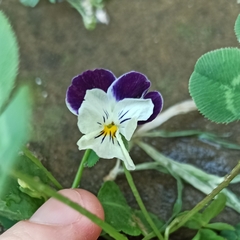 Viola × williamsii