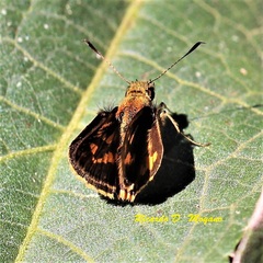 Vinius pulcherrimus