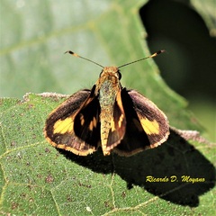 Pheraeus perpulcher