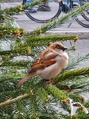 Passer domesticus