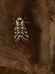 Lophocampa ingens