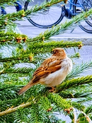 Passer domesticus