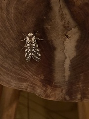 Lophocampa ingens