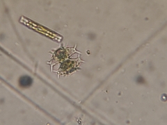 Staurastrum arcuatum