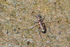 Ellipsoptera cuprascens