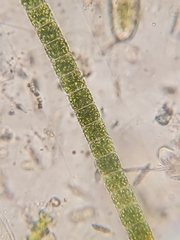 Hyalotheca mucosa