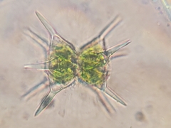 Staurastrum calyxoides