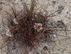 Armeria welwitschii